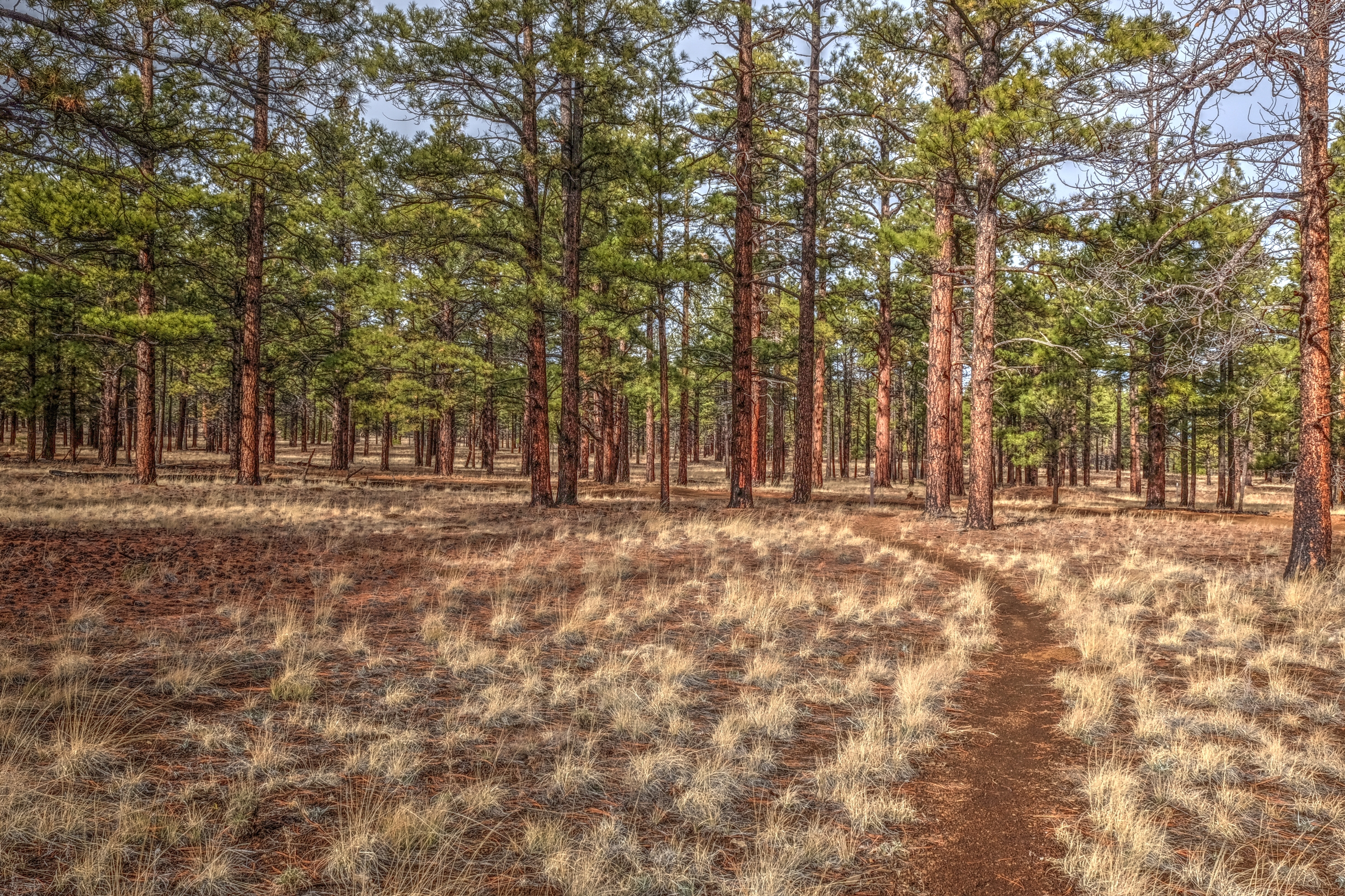 AzTrail, North of the San Francisco Peaks