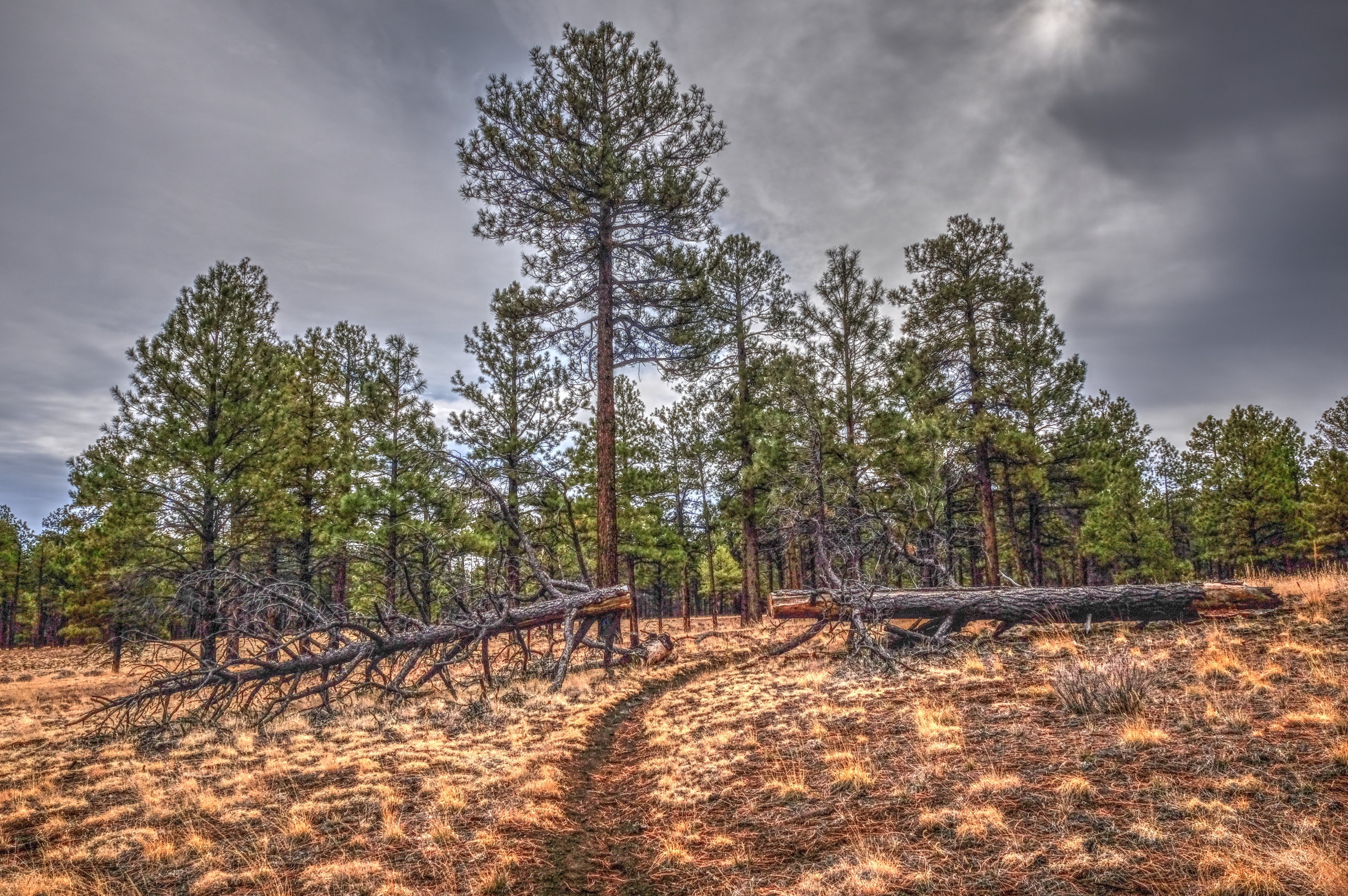 AzTrail, North of the San Francisco Peaks