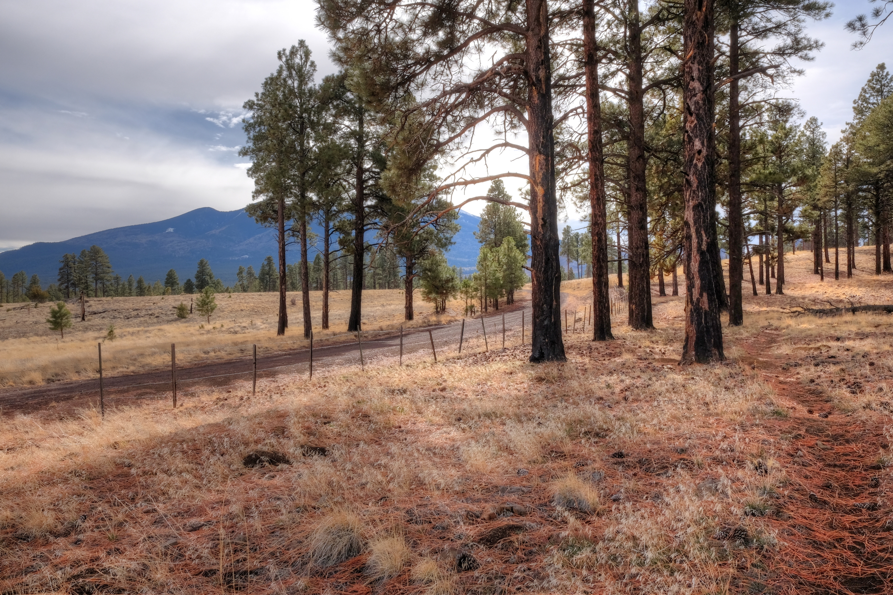 AzTrail, North of the San Francisco Peaks