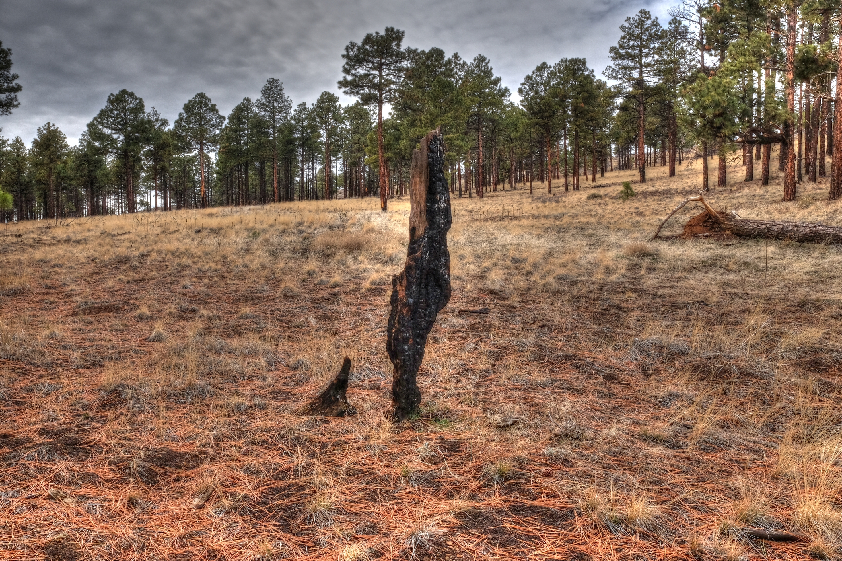 AzTrail, North of the San Francisco Peaks