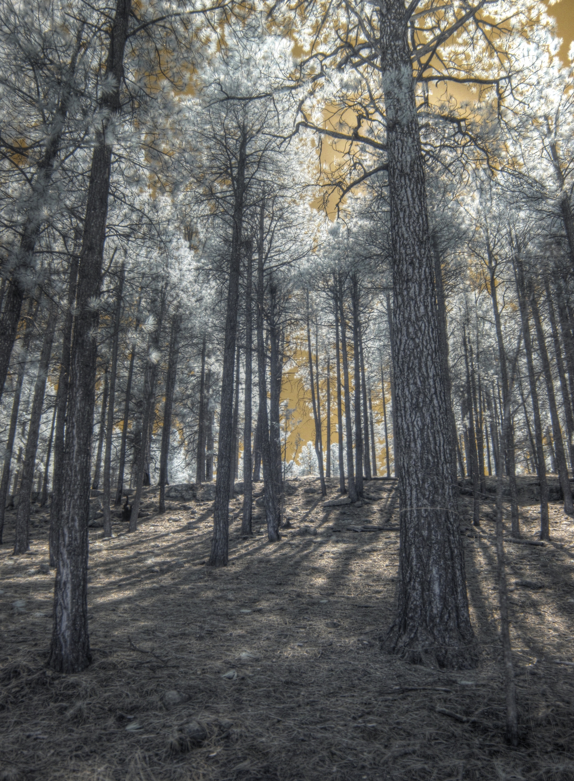 Flagstaff, Fay Canyon