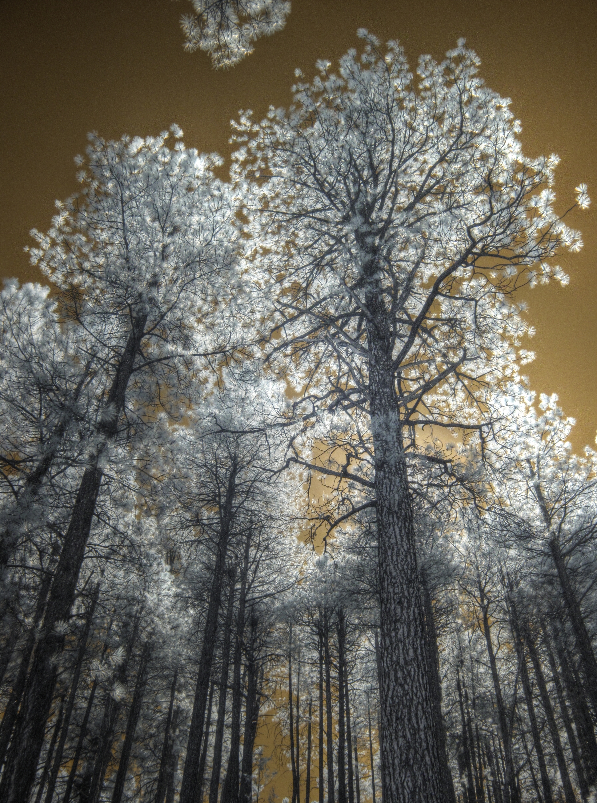 Flagstaff, Fay Canyon