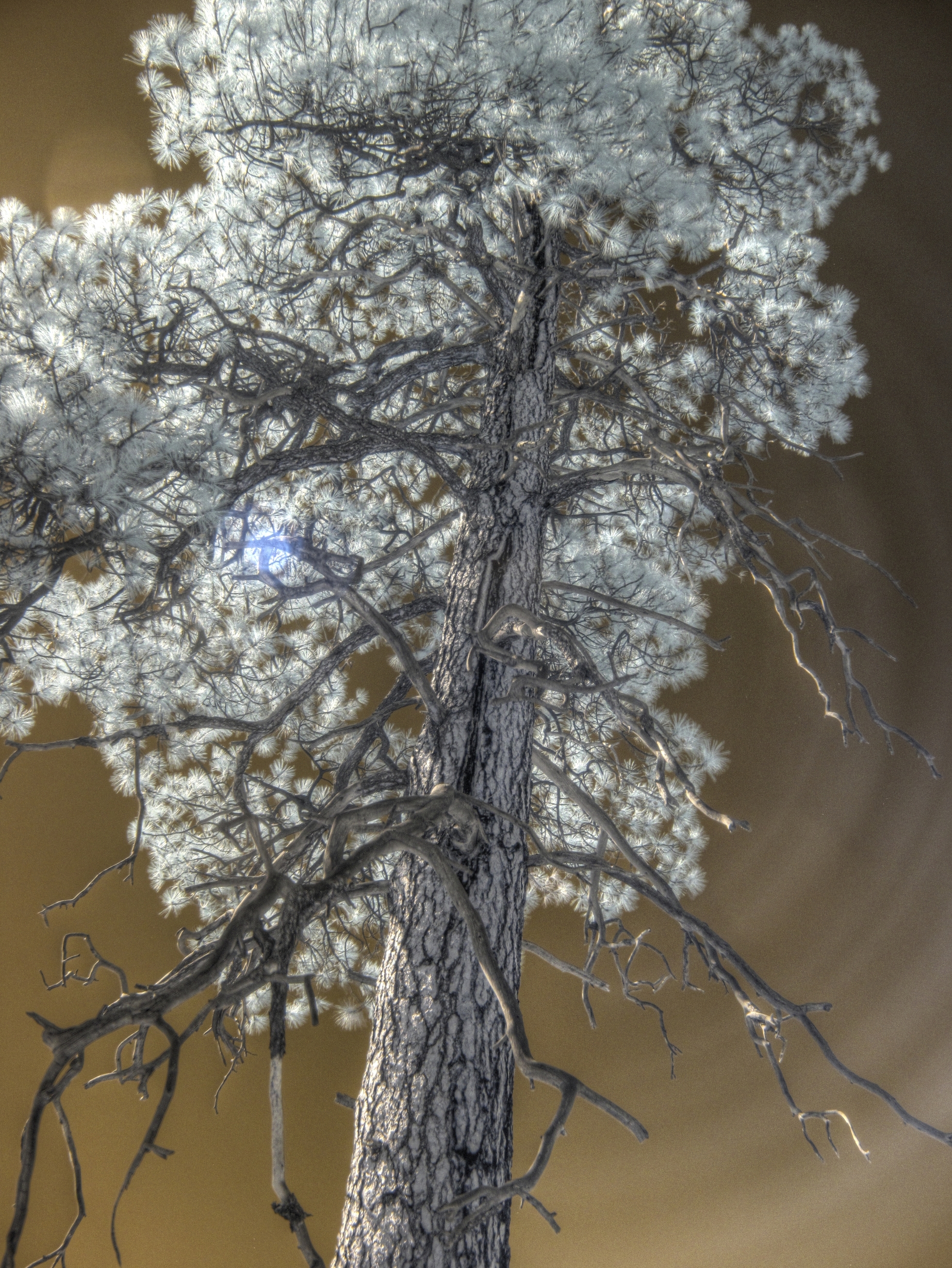 Flagstaff, Fay Canyon