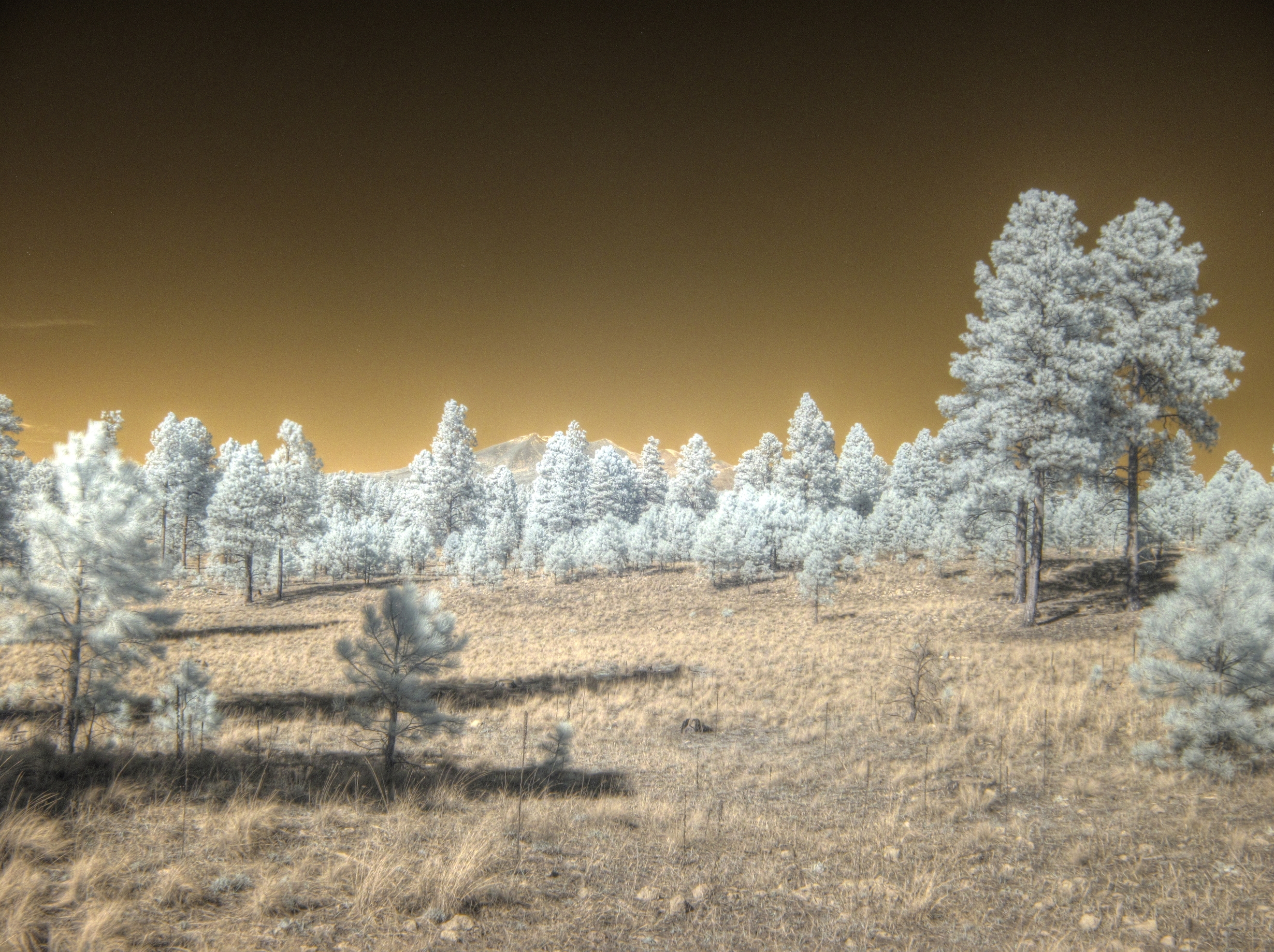 Flagstaff, Fay Canyon