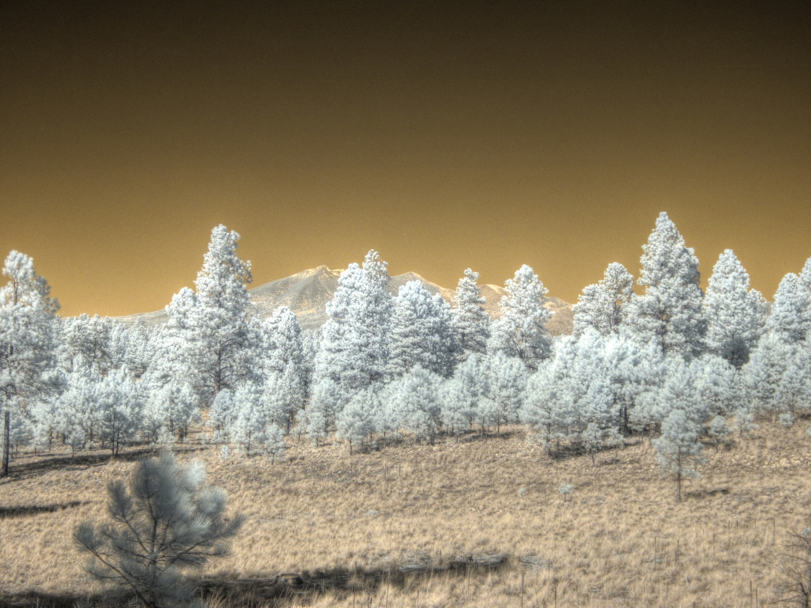 Flagstaff, Fay Canyon