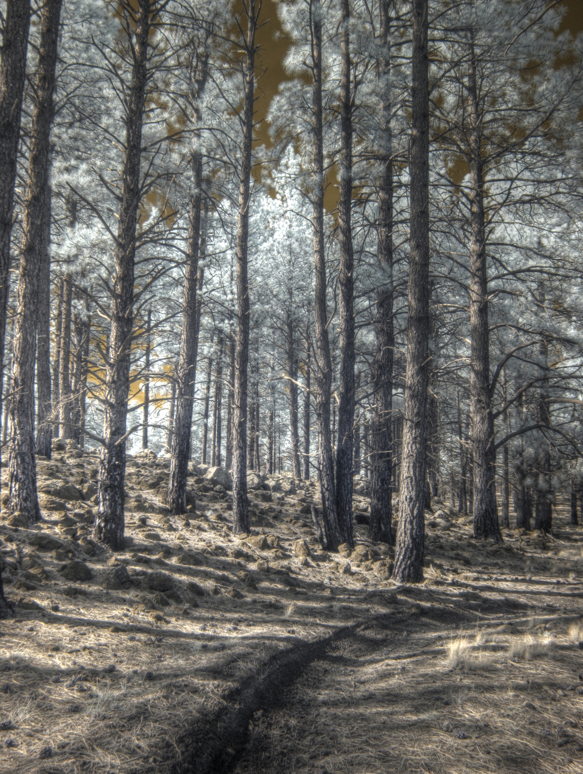 Flagstaff, Fay Canyon