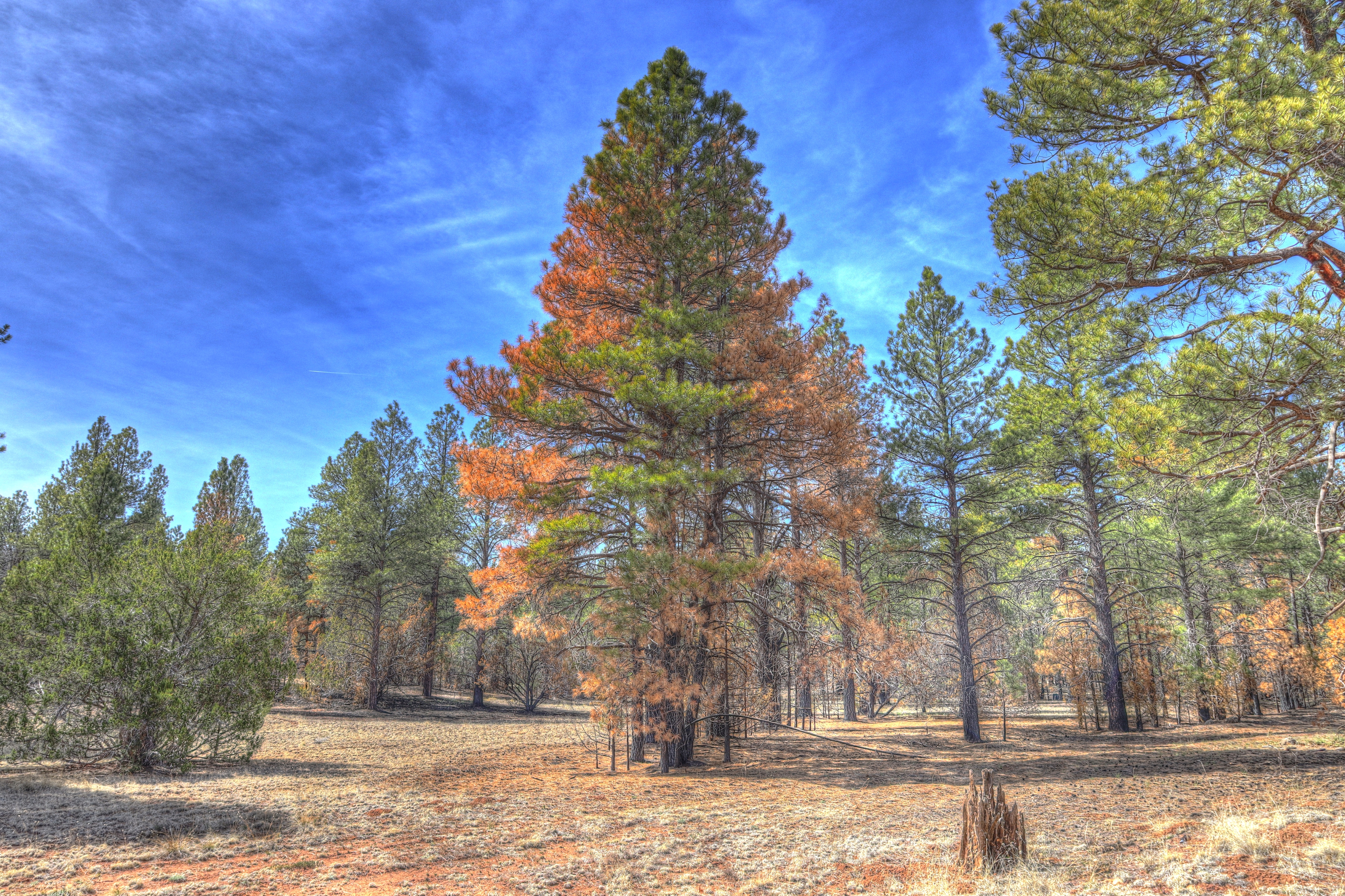 Walnut Canyon, AzTrail