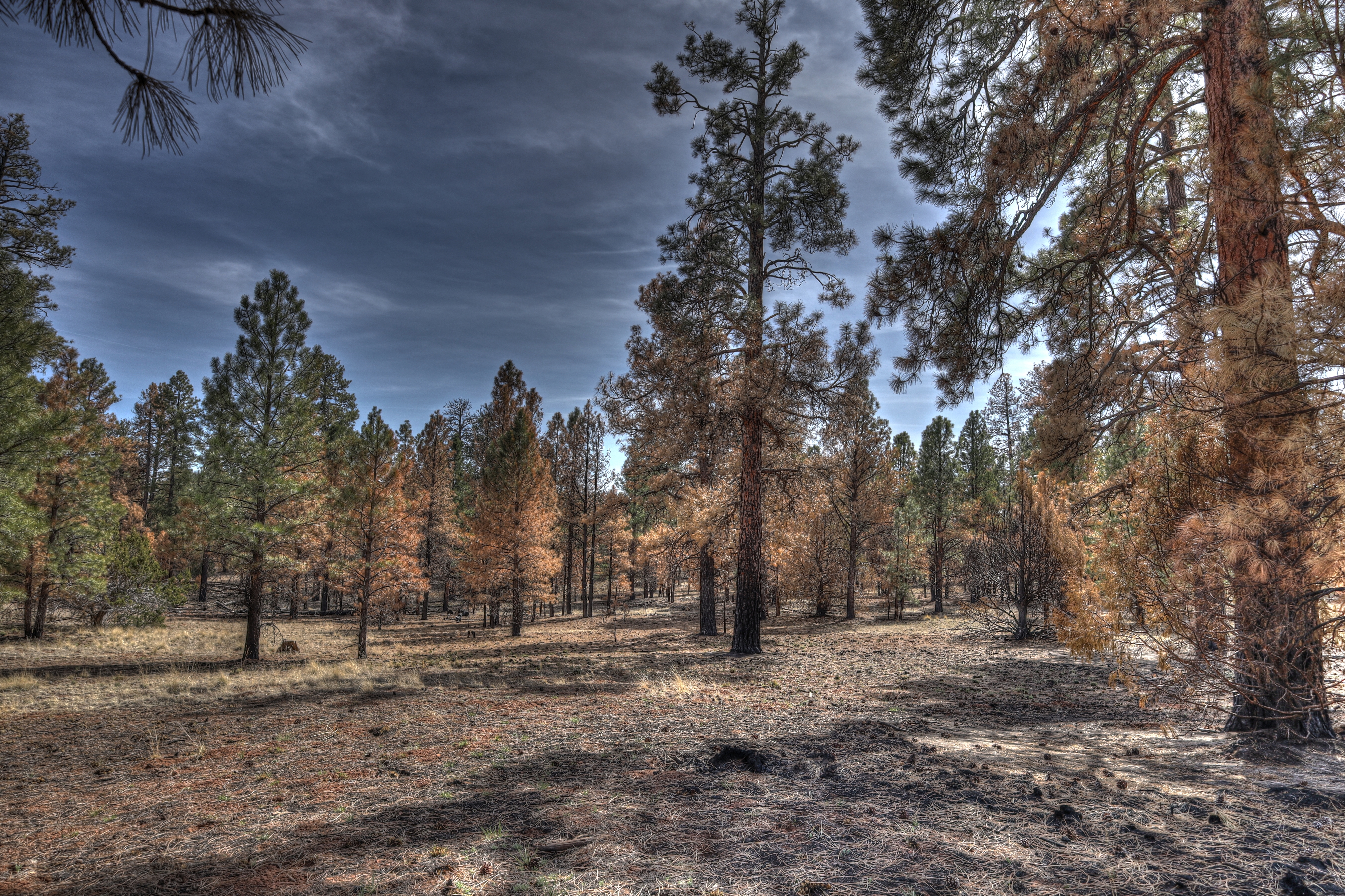 Walnut Canyon, AzTrail