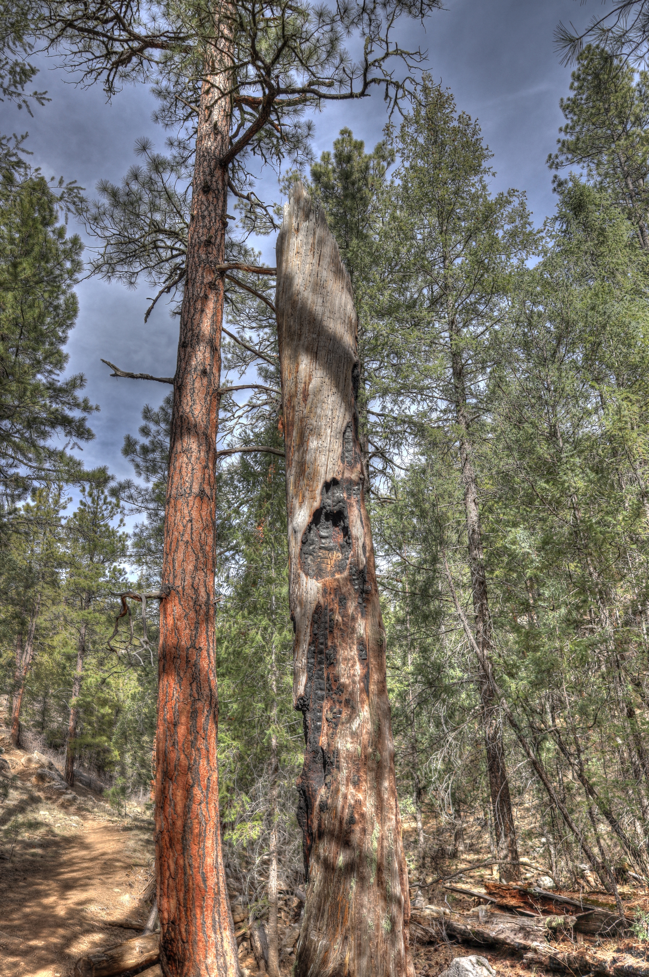 Walnut Canyon, AzTrail